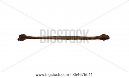 Fibula Bone Of Human On Isolated White Background, Real Bone