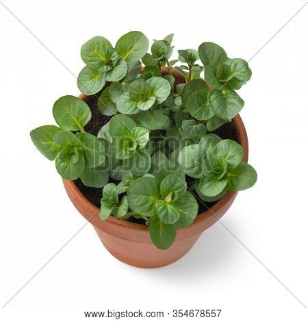 Plant pot with fresh green Orange Mint close up isolated on white background