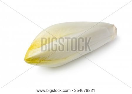 Single whole fresh raw Belgian endive isolated on white background