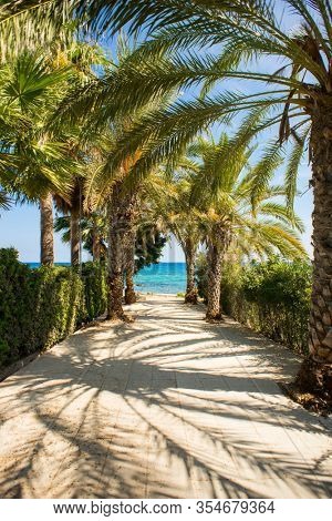 Palm Tree Alley on Picturesque Coast of Mediterranean Sea on Cyprus Island. Protaras. Perspective View. Panorama of the Republic of Cyprus. Turquoise Water.
