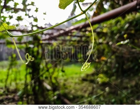 This Is The Small Curled Branch Of Coccinia Grandis Tree Macro Shot In The Morning. The Ivy Goued Al