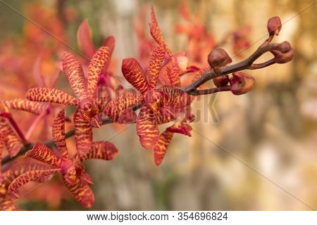 Close-up Of Red Orchid Flower With Blurred Background, Mokara Orchid Species