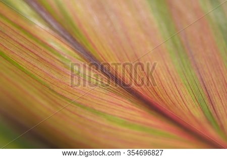 Close-up Of Leaf Striped Line. Colorful Texture Background. (cordyline Fruticosa (l.) A.chev.)