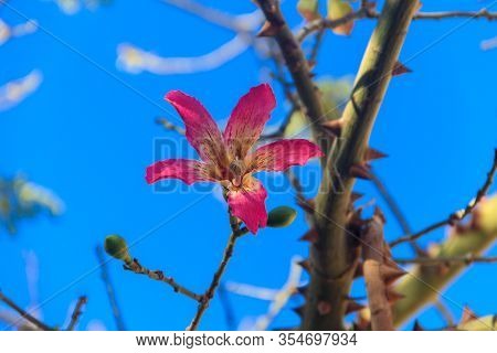 Pink Flower Of The Silk Floss Tree (ceiba Speciosa, Formerly Chorisia Speciosa)