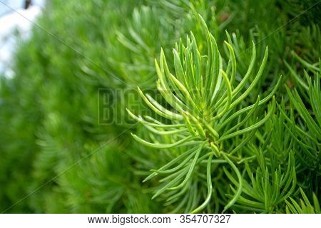 Close-up View Of Banyan Green Leaves Nature Background In Morning Time.  Tree Plant Bush Decorate In