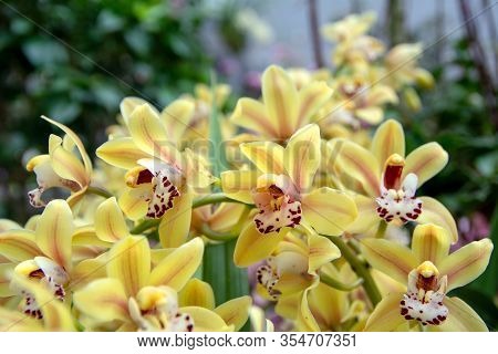 View Of Branch Of Beautiful Yellow Phalaenopsis Orchid On Blurred Background.  Phalaenopsis Blume, C
