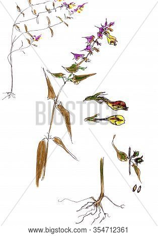 Graphic Botanical Drawing Flower Ivan Da Marya, Summer Flower.