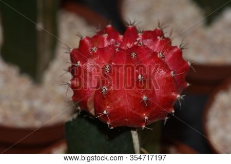 Cactus Round Red. Selective Focus Gymnocalycium Grafted Cactus Or Moon Cactus.