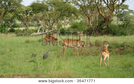 Uganda Kobs nella savana