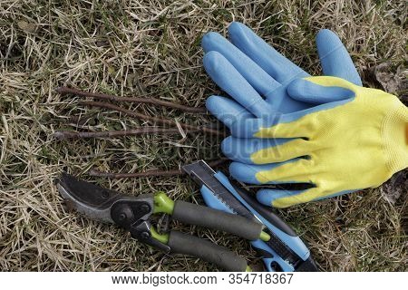 Set Of Gardening Equipment. Accessories For Pruning And Grafting The Garden In Early Spring: Gloves,