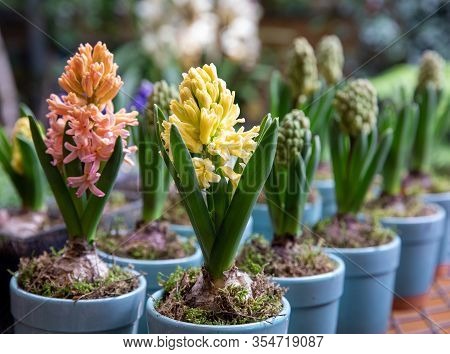 Flowering Light Pink And Yellow Hyacinthus Orientalis In Pots At The Garden Shop In Spring Time.