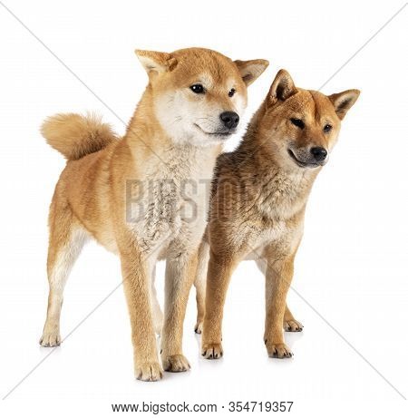 Shiba Inus In Front Of White Background