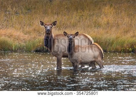 Deers Standing In Middle Of Shallow River And Looking Around To Escape From Dangerous Animals In Woo