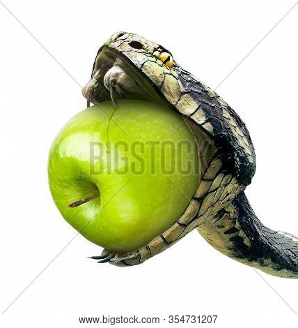 Snake Swallows A Green Apple On A White Background