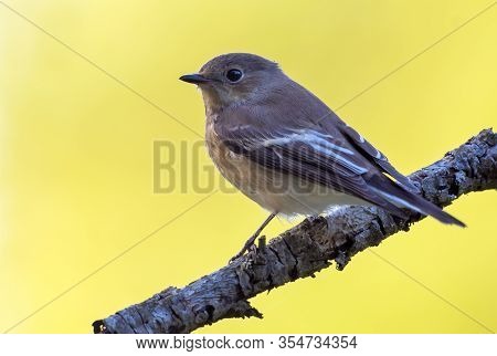 European Pied Flycatcher (ficedula Hypoleuca) Sits On Small Branch With Clean Yellow Background