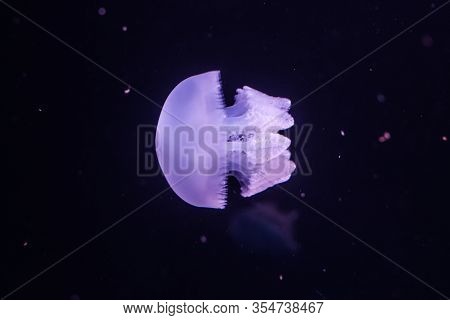 Blue Blubber Jellyfish In The Dark Water. Catostylus Mosaicus.