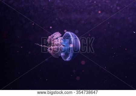 Blue Blubber Jellyfish In The Dark Water. Catostylus Mosaicus.