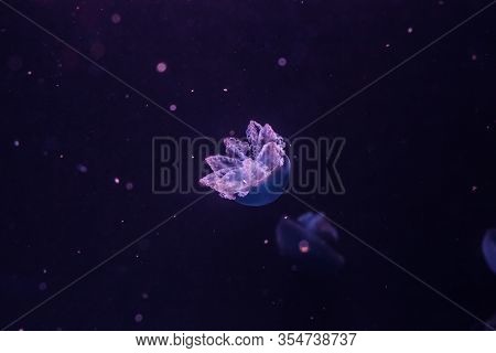 Blue Blubber Jellyfish In The Dark Water. Catostylus Mosaicus.