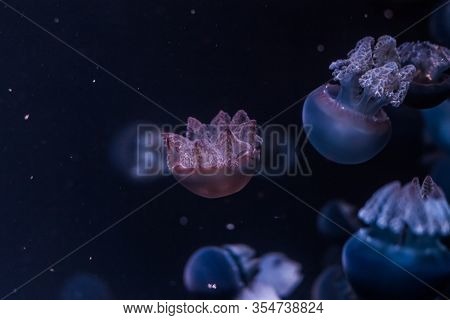 Blue Blubber Jellyfish In The Dark Water. Catostylus Mosaicus.