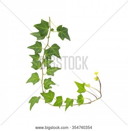 green ivy isolated on a white background.