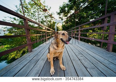 Stray Dog Sits On A Wooden Bridge Over The Dagomys Mountain River In Sochi Russia