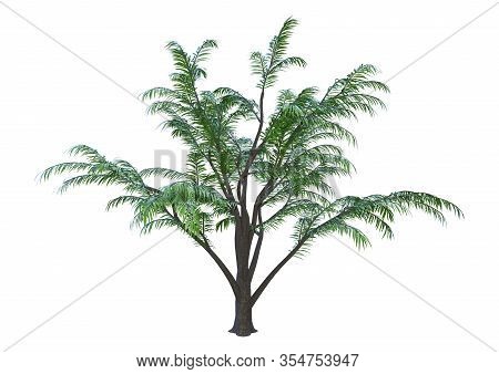 3D Rendering Albizia Tree On White