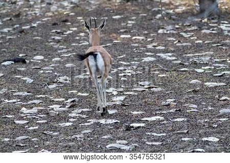 Chinkara (indian Gazelle) Antelope At Ranthambore National Park In India