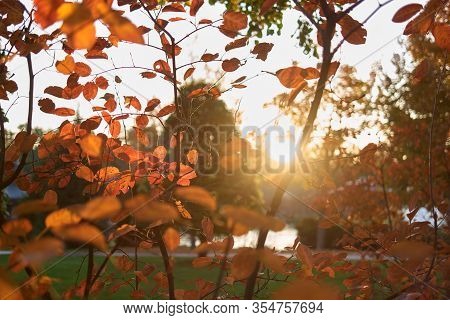 Autumnal Trees Foliage Under Bright Evening Sunshine. Close Up Fall Leaves.