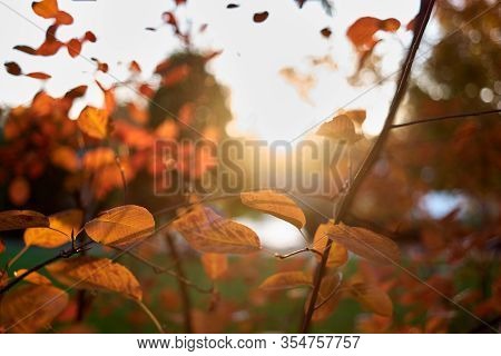 Sunshine Through Autumnal Golden Leaves Close Up. Bright Evening Sunlight.