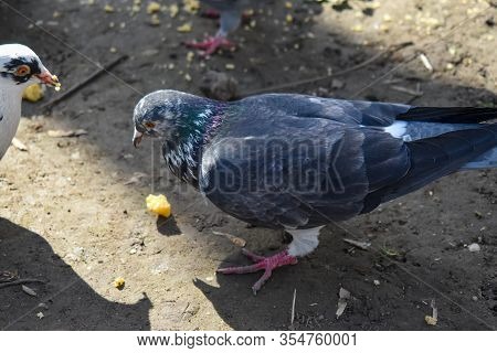 Feral Pigeon, Rock Pigeon, Common Pigeon (columba Livia) That Eats Crumbs From The Ground.