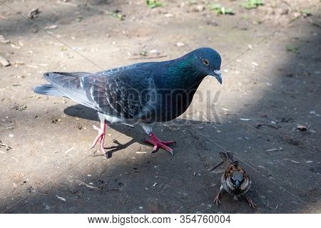 Feral Pigeon, Rock Pigeon, Common Pigeon (columba Livia) Looking At A Sparrow.