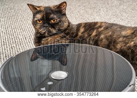 Dissatisfied Thoroughbred Cat Lies Next To The Robot With A Vacuum Cleaner On The Carpet In The Room