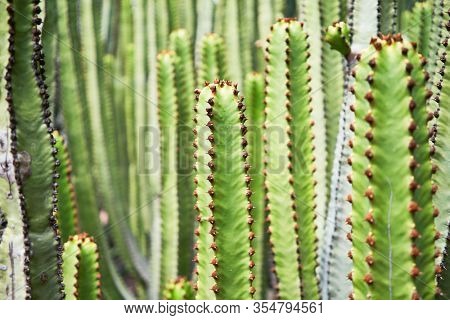 Close up of succulent green cactus at botanical garden