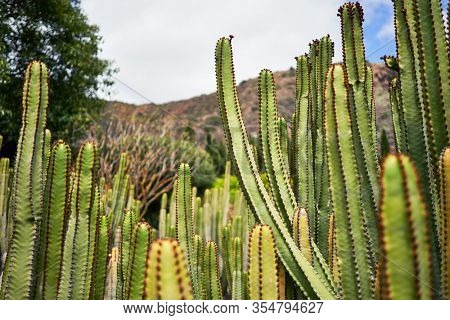 Close up of succulent green cactus at botanical garden