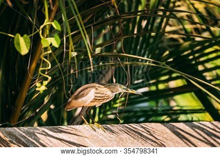 Goa, India. Indian Pond Heron Sitting On In Sunny Day.