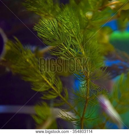 Freshwater Aquarium Plant Hornwort Or Rigid Hornwort, Coontail. Ceratophyllum Demersum