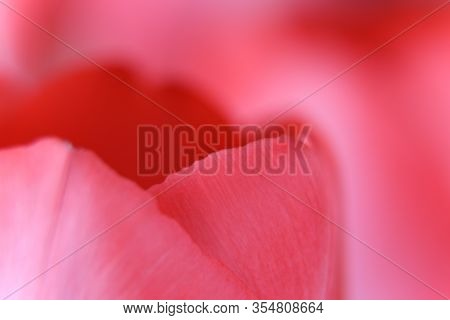 Detail Flower In Bloosom. Closeup Garden. Advertisiment For Romantic Time. 
Pink Background With Flo