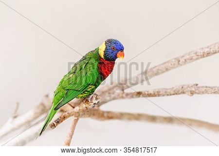 One Colorful Little Lorikeet Parrot Sitting On Tree Branch And Looking In Camera. Beautiful Wild Tro
