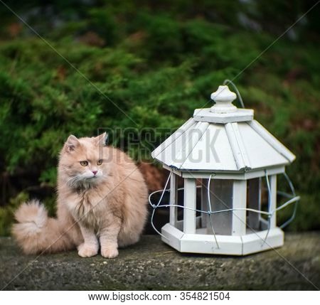 Fluffy Siberian Cat On Green Meadow In Sunny Summer Day. Pet Enjoying Spring. Concept Of Happy Anima