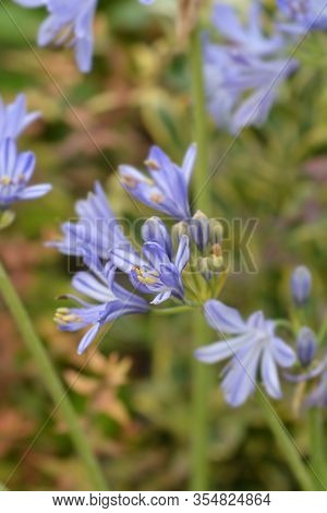 Blue African Lily Flower - Latin Name - Agapanthus Africanus