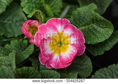 Pink English Primrose - Latin Name - Primula Polyanthus Hybrids