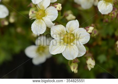 Saxifrage Snow Carpet - Latin Name - Saxifraga X Arendsii Schneeteppich