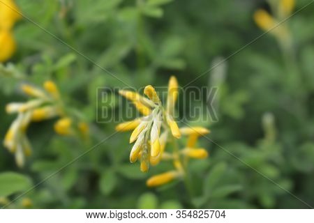 Easter Broom Flowers - Latin Name - Genista X Spachiana