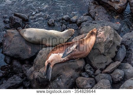 Sealion In San Cristobal Beach In Galapagos