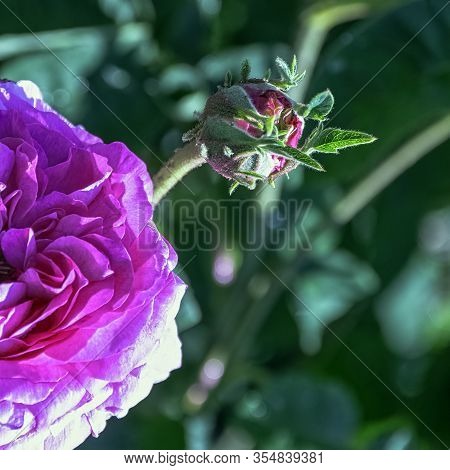 Rose Gallica Oeillet Flamand In British Park - London, Uk