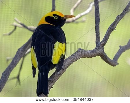 Close Up Of A Regent Bowerbird In A Walk-in Avairy