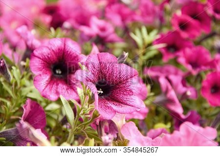 Colourful Petunia Petunia Hybrida Flowers Flowerbed With Multicoloured Petunias
