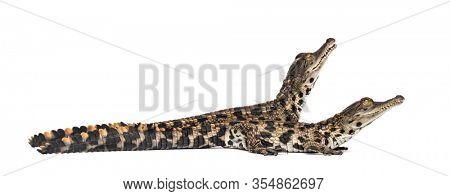 Young West African slender-snouted crocodile, Mecistops cataphractus, isolated on white