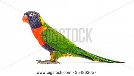 Side view of a Rainbow Lorikeet, Trichoglossus moluccanus, isolated