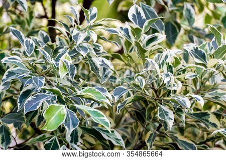 Cornus Controversa Variegata Tree. Ornamental Tree Close Up